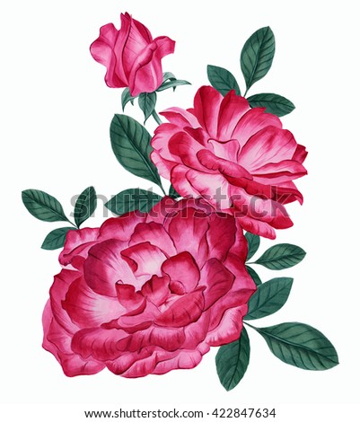 Bouquet of pink peony roses, watercolor painting of flowers, Bud and leaves on a white background.