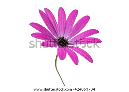 Violet Pink Osteosperumum Flower Daisy Isolated on White Background. Macro Closeup