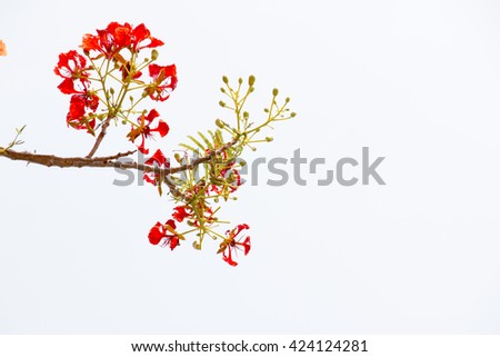 Peacock Flower on sky background. Caesalpinia pulcherrima is a species of flowering plant in the pea family Fabaceae, native to the tropics and subtropics of the Americas.