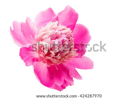 peony flower isolated on white background
