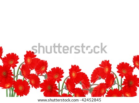 bright red daisies on a white background