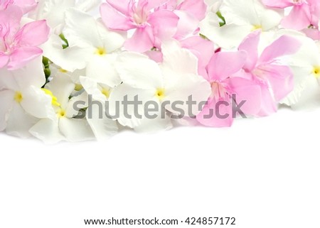 Beautiful pink and white spring flowers isolated on white background with copy space for text, wedding and love concept 