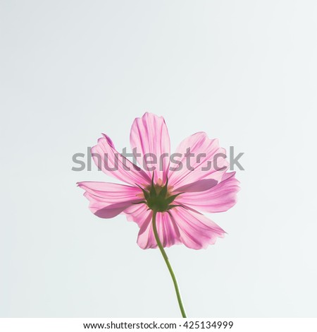 Cosmos flowers white background