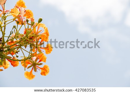 Peacock Flower are on sky background