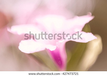 blur and close up pink flower.