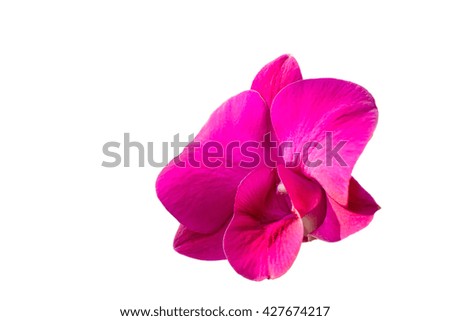 Orchid isolated on a white background. Clipping inside.