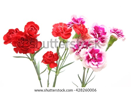 Bouquet of carnation