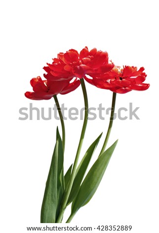 Bouquet of red terry, multilobal tulips isolated on white background