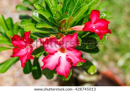 red flowering oleander in nature