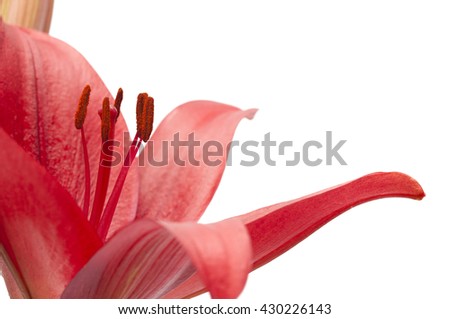 dark red lily flower macro isolated on white background