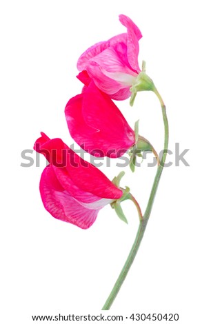Sweet pea branch with pink flowers isolated on white background