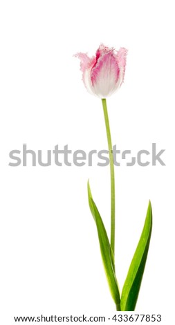 beautiful white tulips with fringed edges of the petals of pink, with a delicate long stem isolated on white background