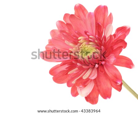 Pink and red chrysanthemum isolated on white