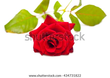 Fresh red rose flower with green leaves lying isolated on white background