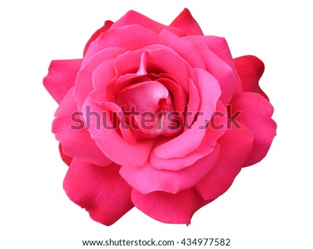 One Hybrid Tea rose flower 'Duftwolke' isolated on white.