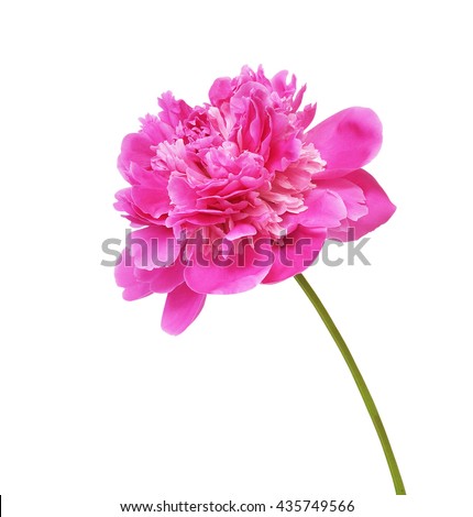 Peony flower isolated on white background