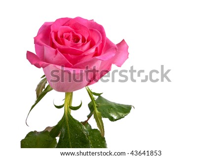 pink fresh rose isolated on a white background. More isolated flowers you may see in my portfolio