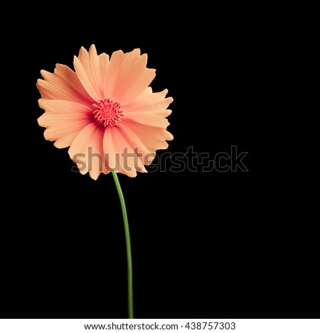 Pink daisy on a black background with space for text