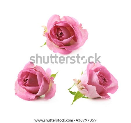 Single pink rose bud isolated over the white background, set of three different foreshortenings