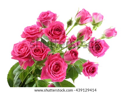 Branch of small bright pink roses isolated on white background