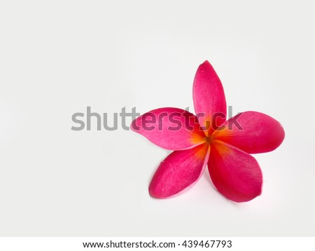 Beautiful tropical frangipani flower,plumeria  blooming background          