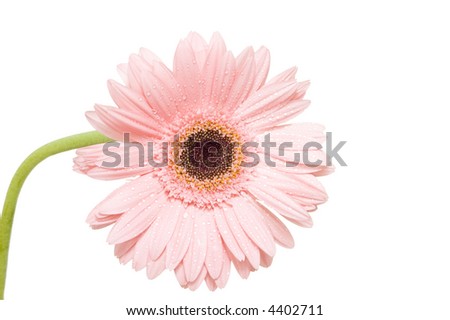 pink gerber isolated on white background