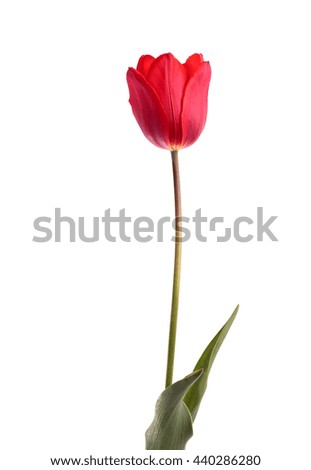 Red tulip flower isolated on white background