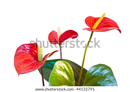 three red anthurium flowers isolated with clipping path