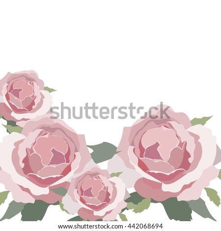 Watercolor Pink Rose isolated on white. Vector rose flower