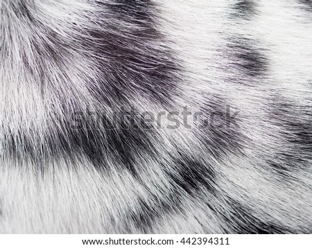 close up macro view of black and white long dalmatian dog hair pet fur texture detail