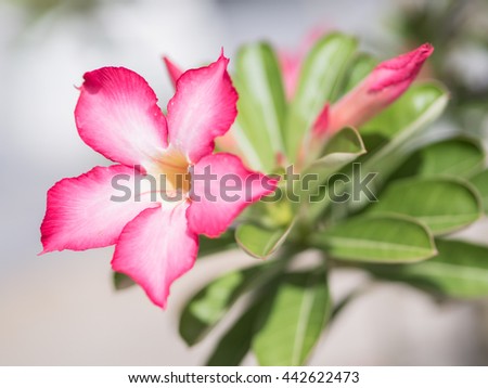 Beatiful Pink and white Plumeria Flower