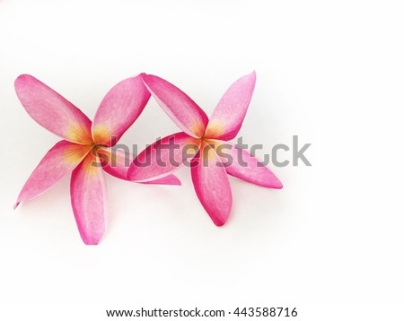 Pink plumeria flowers on white background, tropical flowers isolate