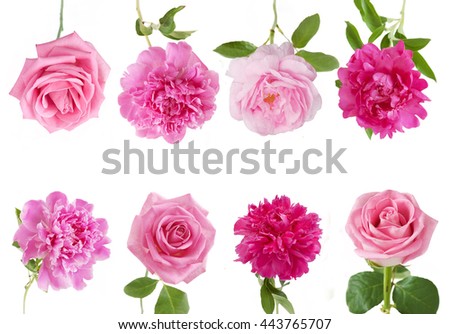 Peony and roses flowers set isolated on white background