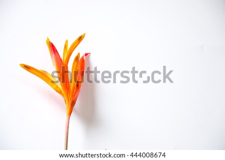 Bird of Paradise Flower on white background