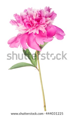pink peony flower with green leaves isolated on white background
