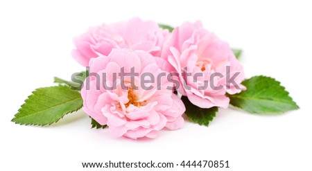 Three beautiful pink roses on a white background. 