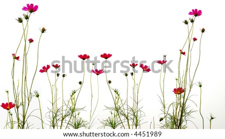red flowers (Forest of Flowers)