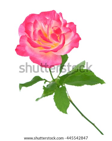 a beautiful pink rose isolated on white background