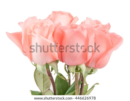 Pink roses bouquet in white background
