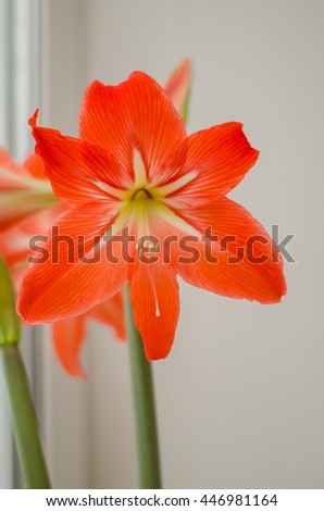 red pink gladiolus on a white background