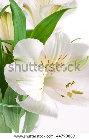White Peruvian lilies (Astroemeria) on white background