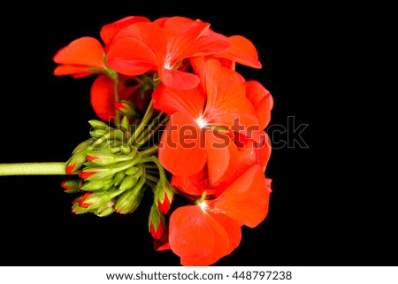 Geranium flower's petals. (PELARGONIUM X HORTORUM)