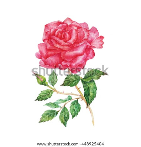 pink rose watercolor illustration