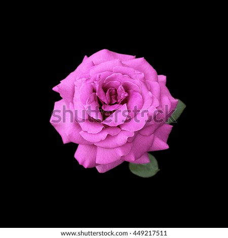 Purple rose isolated on black background