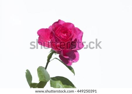 rose on a white background
