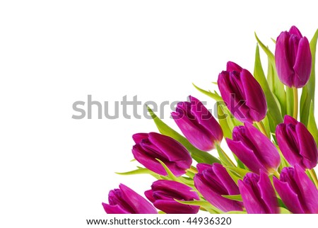 angle border of purple color tulips composition