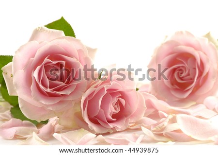 beautiful rose with petals on white