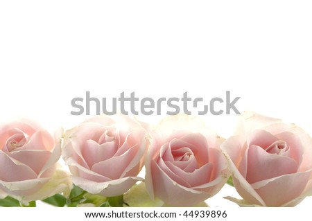 Row of  Rose bouquet