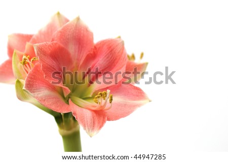 Pink Amaryllis Novella isolated on white background