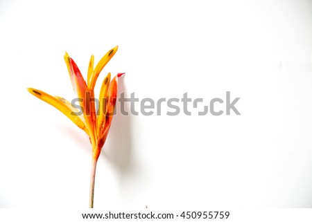 Bird paradise flower with white background